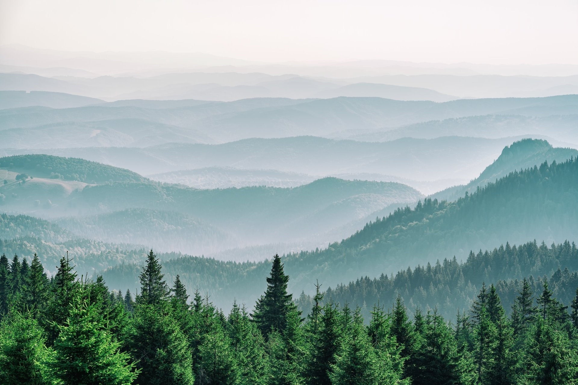 Mountain covered with coniferous fir tree forest